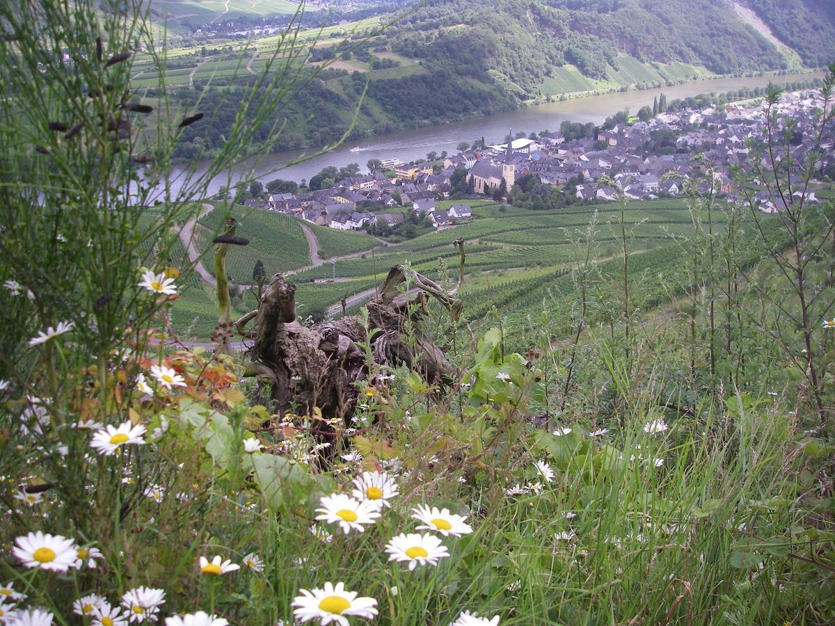 Weingut Bernd Hermes Kröv Екстериор снимка